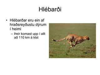 Hlébarði | PPT