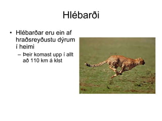 Hlébarði
