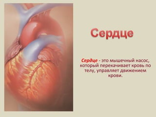 Сердце - это мышечный насос,
который перекачивает кровь по
телу, управляет движением
крови.
 
