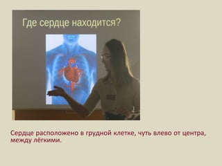 Сердце расположено в грудной клетке, чуть влево от центра,
между лёгкими.
 