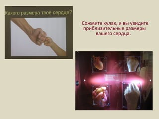Сожмите кулак, и вы увидите
приблизительные размеры
вашего сердца.
 