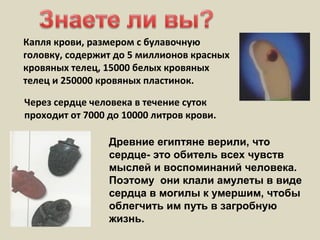 Капля крови, размером с булавочную
головку, содержит до 5 миллионов красных
кровяных телец, 15000 белых кровяных
телец и 250000 кровяных пластинок.
Древние египтяне верили, что
сердце- это обитель всех чувств
мыслей и воспоминаний человека.
Поэтому они клали амулеты в виде
сердца в могилы к умершим, чтобы
облегчить им путь в загробную
жизнь.
Через сердце человека в течение суток
проходит от 7000 до 10000 литров крови.
 
