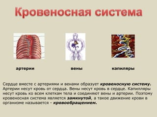 артерии вены капиляры
Сердце вместе с артериями и венами образует кровеносную систему.
Артерии несут кровь от сердца. Вены несут кровь в сердце. Капилляры
несут кровь ко всем клеткам тела и соединяют вены и артерии. Поэтому
кровеносная система является замкнутой, а такое движение крови в
организме называется - кровообращением.
 
