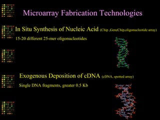Microarray Fabrication Technologies
In Situ Synthesis of Nucleic Acid (Chip ,GeneChip,oligonucleotide array)
15-20 different 25-mer oligonucleotides
Exogenous Deposition of cDNA (cDNA, spotted array)
Single DNA fragments, greater 0.5 Kb
 