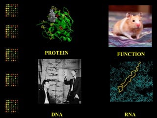 DNA RNA
PROTEIN FUNCTION
 