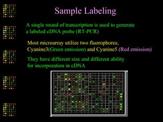 Sample Labeling
Most microarray utilize two fluorophores,
Cyanine3(Green emission) and Cyanine5 (Red emission)
They have different size and different ability
for incorporation in cDNA
A single round of transcription is used to generate
a labeled cDNA probe (RT-PCR)
 