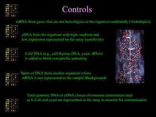 Controls
mRNA from genes that are not homologous to the organism understudy (Arabidopsis)
cDNA from the organism with high, medium and
low expression represented on the array (sensitivity)
Cold DNA (e.g., calf thymus DNA, yeast tRNA)
is added to block nonspecific annealing
Spots of DNA from another organism whose
mRNA is not represented in the sample (Background)
Total genomic DNA or cDNA clones of common contaminant such
as E.Coli and yeast are represented in the array to monitor for contamination
 