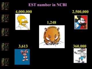4,000,000 2,500,000
360,0003,613
1,248
EST number in NCBI
 