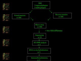 SSH
3 ruptured plaques
3 stable plaques
Forard reaction
n=300
Reverse reaction
n=200
Macro array
n=500
Sequencing
n=25
RT-PDR analysis
n=3
RNA in situ hybridization
n=1
Immunohistochemistry
n=1
> two fold difference
 