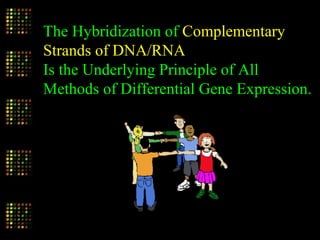 The Hybridization of Complementary
Strands of DNA/RNA
Is the Underlying Principle of All
Methods of Differential Gene Expression.
 