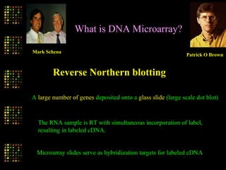 What is DNA Microarray?
A large number of genes deposited onto a glass slide (large scale dot blot)
The RNA sample is RT with simultaneous incorporation of label,
resulting in labeled cDNA.
Microarray slides serve as hybridization targets for labeled cDNA
Reverse Northern blotting
Patrick O Brown
Mark Schena
 