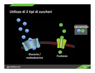 29 
Utilizzo di 2 tipi di zuccheri 
Glucosio / 
maltodestrine Fruttosio 
saccarosio 
 