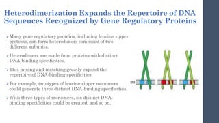 HLH Motif and Leucine Zipper , domains - molecular biology | PDF