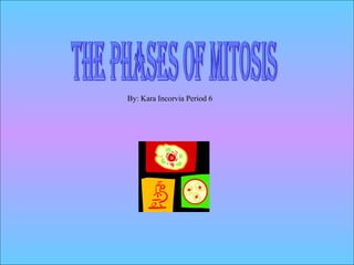 The Phases of Mitosis By: Kara Incorvia Period 6 
