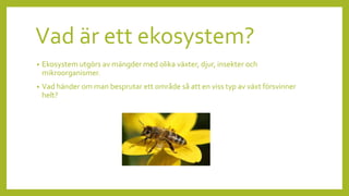 Vad är ett ekosystem?
• Ekosystem utgörs av mängder med olika växter, djur, insekter och
mikroorganismer.
• Vad händer om man besprutar ett område så att en viss typ av växt försvinner
helt?
 