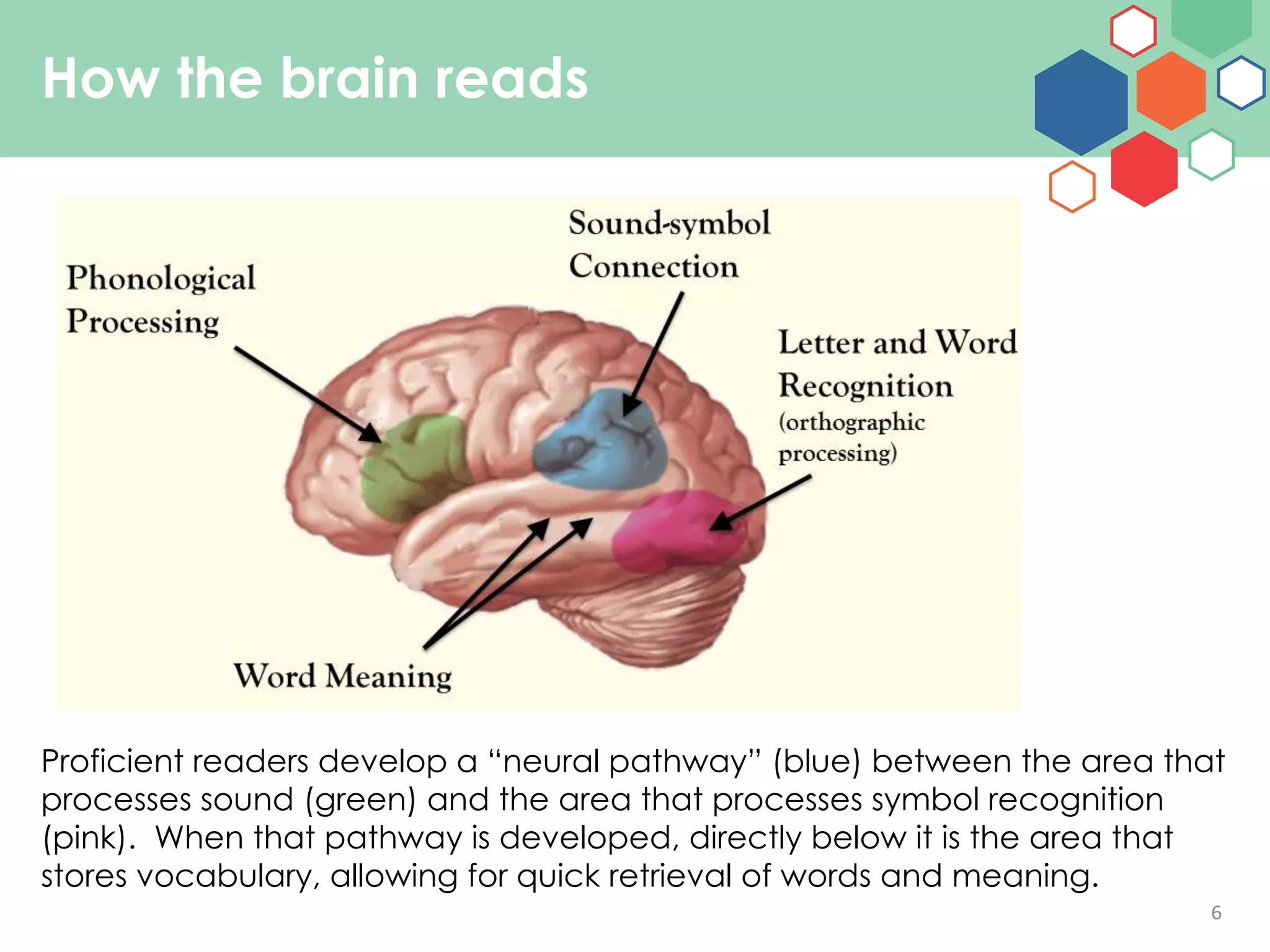 6
How the brain reads
Proficient readers develop a “neural pathway” (blue) between the area that
processes sound (green) and the area that processes symbol recognition
(pink). When that pathway is developed, directly below it is the area that
stores vocabulary, allowing for quick retrieval of words and meaning.
 