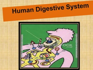 Digestive system | PPT