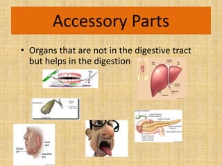 Digestive system | PPT