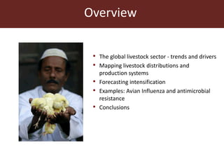 Livestock and food security: An ILRI perspective