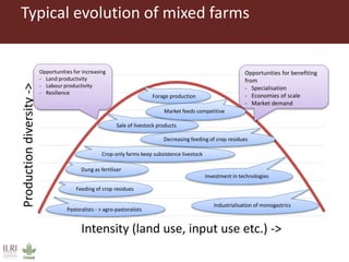 Livestock and food security: An ILRI perspective