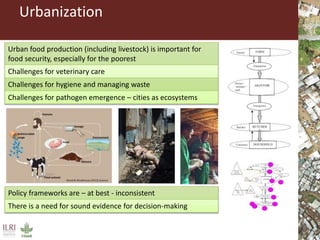 Livestock and food security: An ILRI perspective