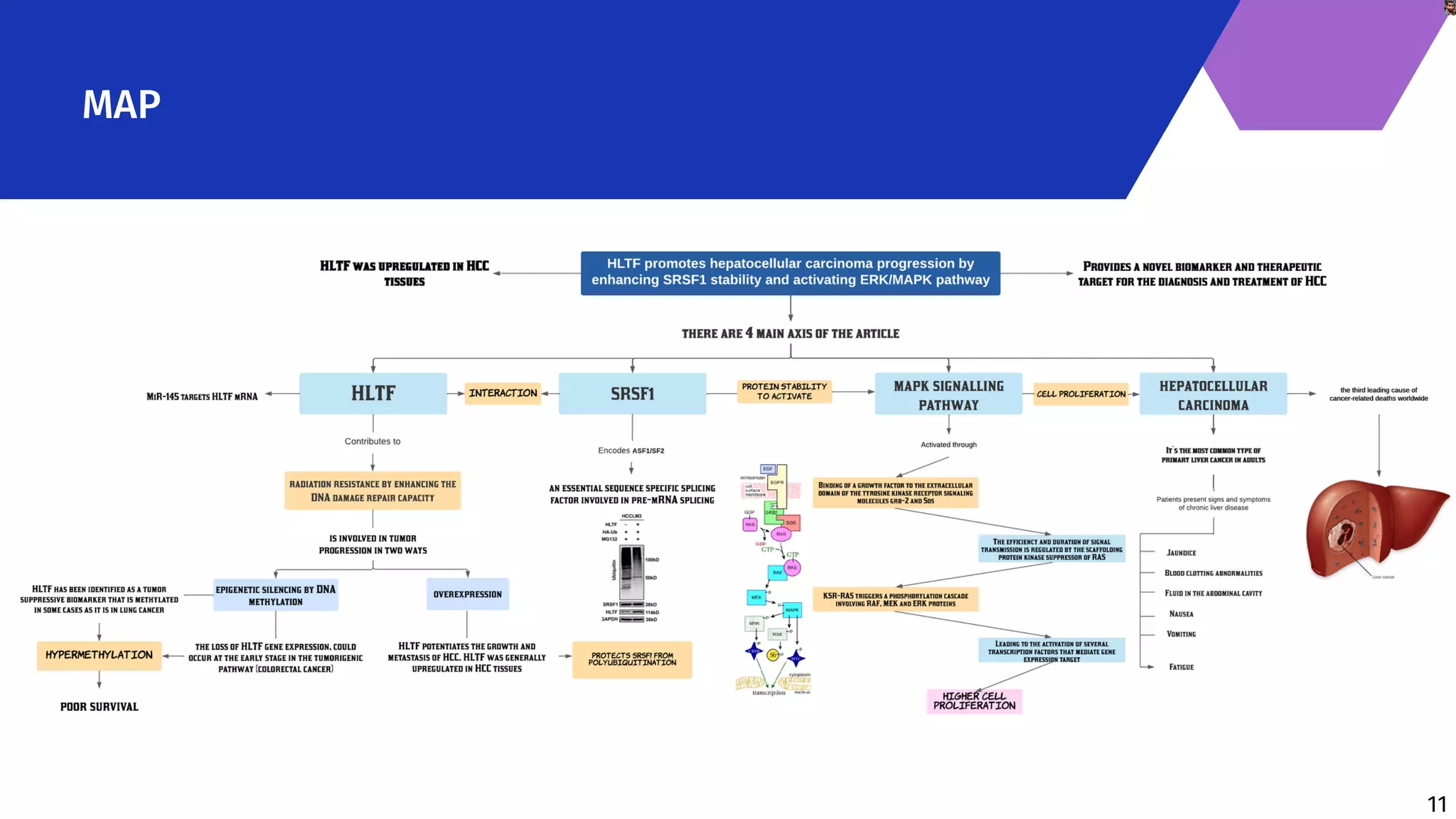 HLTF promotes hepatocellular carcinoma progression Juan David Ballut ...