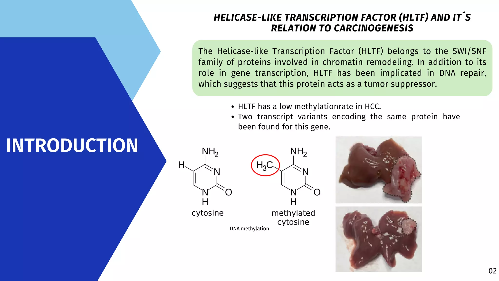 HLTF promotes hepatocellular carcinoma progression Juan David Ballut ...