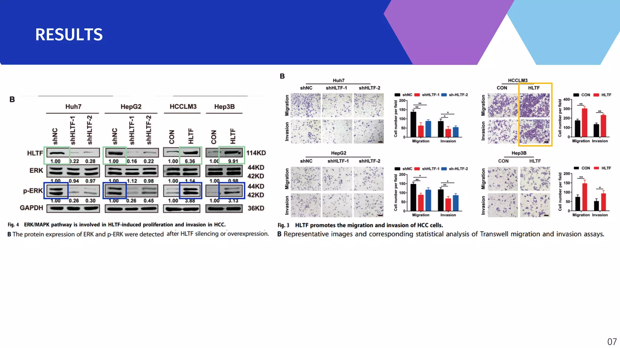 HLTF promotes hepatocellular carcinoma progression Juan David Ballut ...