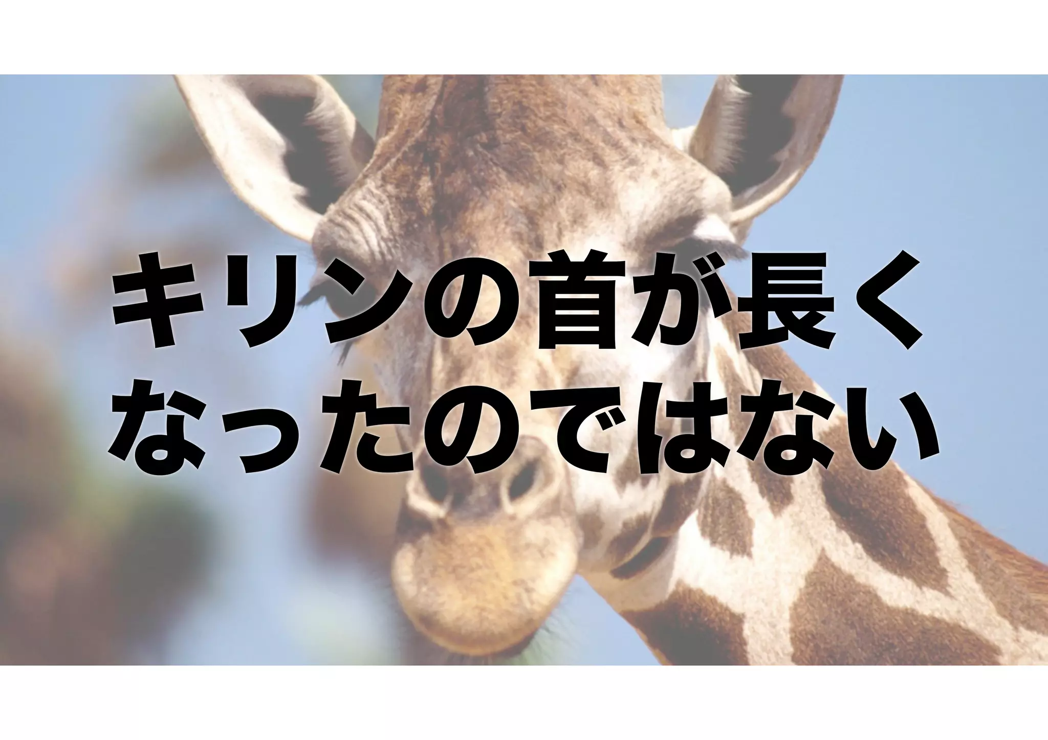 キリンの首が長く
なったのではない
 