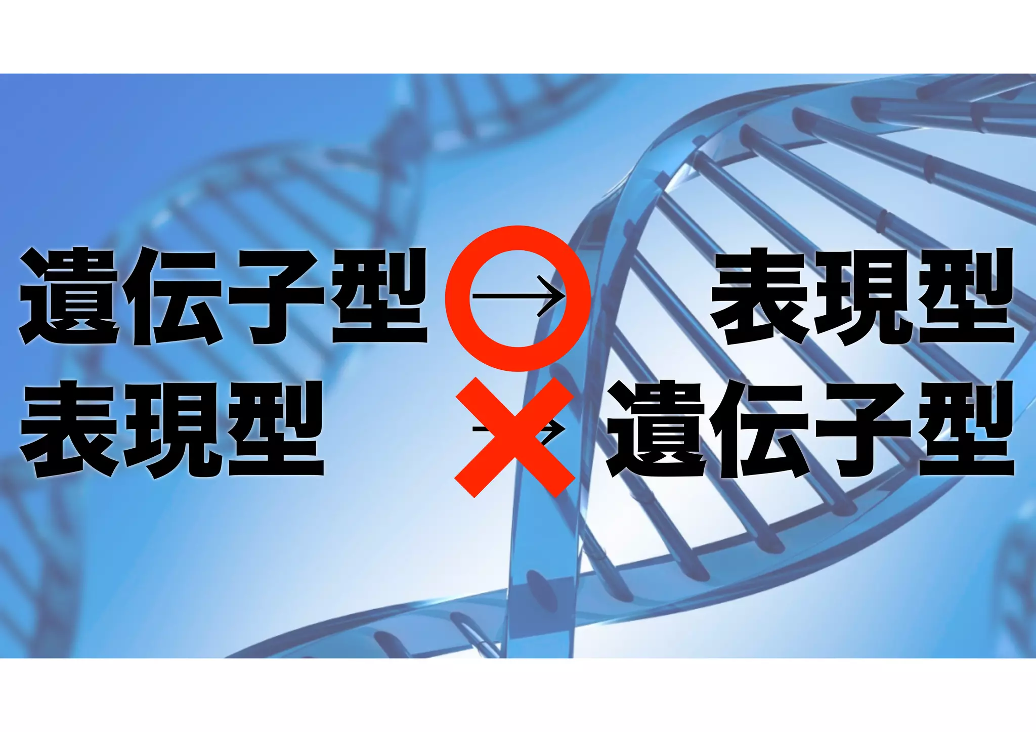遺伝子型 →  表現型
表現型  → 遺伝子型
 