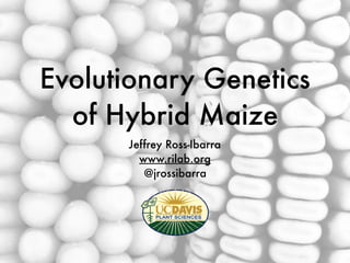 Evolutionary Genetics
of Hybrid Maize
Jeffrey Ross-Ibarra
www.rilab.org
@jrossibarra
 