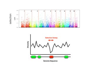 !
selection
ancestry
deviation
number
ancestors
Diversity
Genome Sequence
Selective Sweep
 