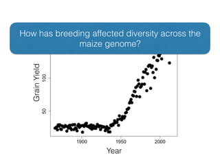 GrainYield
Year
How has breeding affected diversity across the
maize genome?
 