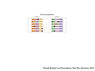 Morell, Buckler, and Ross-Ibarra. Nat. Rev. Genetics. 2012
Genetic load refers to the reduction in fitness caused by suboptimal genotypes in a population121
. Genetic load can
arise in a number of ways, including directional selection, recombination or mutation. Mutational load — the
presence of deleterious mutations segregating in a population — is of particular interest for crop genomics.
Deleterious mutations are most readily detected in protein-coding genes and can take several forms, including
premature stop codons, splice site variants or insertions and deletions (indels) that result in the loss or impairment
Nature Reviews | Genetics
. . . A A C G C C T T C . . .
. . . A A C G A C T T C . . .
. . . A A C G C C T T C . . .
. . . A A C G A C T T C . . .
. . . A A C G A C T T C . . .
. . . A A C G A C T T C . . .
. . . A G A G G A C T C . . .
. . . C G A G G A C T C . . .
. . . A G G G G A C T C . . .
. . . A G G G G A C T C . . .
. . . A G G G G A C T C . . .
. . . A G A G G A C T C . . .
. . . A A C G A C T T C . . .
. . . A A C G C C T T C . . .
. . . A G A G G A C T C . . .
. . . C G A G G C C T C . . .
. . . A G G G G A C T C . . .
. . . A G A G G A C T C . . .
. . . A A C G C C T T C . . .
. . . A A C G C C T T C . . .
. . . A A C G C C T T T . . .
. . . A A C G C C T T T . . .
. . . A A C G C C T T T . . .
. . . A G A A G A C T C . . .
. . . A G A A G A C T C . . .
. . . A G A A G A C T A . . .
. . . A G A A G A C T C . . .
. . . A G A G G A C T C . . .
. . . A G A A G A C T C . . .
Derived population 1 Derived population 2
. . . A A T G C C T T C . . .
. . . A A C G C C T T T . . .
. . . A A C G C C T T T . . .
. . . A G G G G A C T C . . .
. . . A G A A G A C T C . . .
Gene 1 Gene 2
Gene 2 Gene 1 Gene 2
. . . A A C G A T C T C . . .
HisAsn Leu
AspAsn Leu
. . . A A T C A T C T C . . .
. . . A A T G C G T T C . . .
. . . A A C G C G T T C . . .
Ancestral populationb
Sorghum
Maize
Gene 1
 