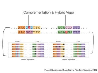 Morell, Buckler, and Ross-Ibarra. Nat. Rev. Genetics. 2012
Genetic load refers to the reduction in fitness caused by suboptim
arise in a number of ways, including directional selection, recomb
presence of deleterious mutations segregating in a population —
Deleterious mutations are most readily detected in protein-codin
premature stop codons, splice site variants or insertions and dele
of protein function. These types of mutations are frequently assoc
providing direct evidence that loss-of-function changes tend to b
. . . A A C G C C T T C . . .
. . . A A C G A C T T C . . .
. . . A A C G C C T T C . . .
. . . A A C G A C T T C . . .
. . . A A C G A C T T C . . .
. . . A A C G A C T T C . . .
. . . A G A G G A C T C . . .
. . . C G A G G A C T C . . .
. . . A G G G G A C T C . . .
. . . A G G G G A C T C . . .
. . . A G G G G A C T C . . .
. . . A G A G G A C T C . . .
. . . A
. . . A
. . . A
. . . A
. . . A
Derived population 1
. . . A
ed by suboptimal genotypes in a population121
. Genetic load can
ection, recombination or mutation. Mutational load — the
population — is of particular interest for crop genomics.
protein-coding genes and can take several forms, including
tions and deletions (indels) that result in the loss or impairment
Nature Reviews | Genetics
C . . .
C . . .
C . . .
C . . .
C . . .
C . . .
. . . A A C G C C T T C . . .
. . . A A C G C C T T C . . .
. . . A A C G C C T T T . . .
. . . A A C G C C T T T . . .
. . . A A C G C C T T T . . .
. . . A G A A G A C T C . . .
. . . A G A A G A C T C . . .
. . . A G A A G A C T A . . .
. . . A G A A G A C T C . . .
. . . A G A G G A C T C . . .
. . . A G A A G A C T C . . .
Derived population 2
Gene 1 Gene 2
. . . A A T G C G T T C . . .
Genetic load refers to the reduction in fitness caused by suboptimal genotypes in a population121
. Genetic load can
arise in a number of ways, including directional selection, recombination or mutation. Mutational load — the
presence of deleterious mutations segregating in a population — is of particular interest for crop genomics.
Deleterious mutations are most readily detected in protein-coding genes and can take several forms, including
premature stop codons, splice site variants or insertions and deletions (indels) that result in the loss or impairment
Nature Reviews | Genetics
. . . A A C G C C T T C . . .
. . . A A C G A C T T C . . .
. . . A A C G C C T T C . . .
. . . A A C G A C T T C . . .
. . . A A C G A C T T C . . .
. . . A A C G A C T T C . . .
. . . A G A G G A C T C . . .
. . . C G A G G A C T C . . .
. . . A G G G G A C T C . . .
. . . A G G G G A C T C . . .
. . . A G G G G A C T C . . .
. . . A G A G G A C T C . . .
. . . A A C G A C T T C . . .
. . . A A C G C C T T C . . .
. . . A G A G G A C T C . . .
. . . C G A G G C C T C . . .
. . . A G G G G A C T C . . .
. . . A G A G G A C T C . . .
. . . A A C G C C T T C . . .
. . . A A C G C C T T C . . .
. . . A A C G C C T T T . . .
. . . A A C G C C T T T . . .
. . . A A C G C C T T T . . .
. . . A G A A G A C T C . . .
. . . A G A A G A C T C . . .
. . . A G A A G A C T A . . .
. . . A G A A G A C T C . . .
. . . A G A G G A C T C . . .
. . . A G A A G A C T C . . .
Derived population 1 Derived population 2
. . . A A T G C C T T C . . .
. . . A A C G C C T T T . . .
. . . A A C G C C T T T . . .
. . . A G G G G A C T C . . .
. . . A G A A G A C T C . . .
Gene 1 Gene 2
Gene 2 Gene 1 Gene 2
. . . A A C G A T C T C . . .
HisAsn Leu
AspAsn Leu
. . . A A T C A T C T C . . .
. . . A A T G C G T T C . . .
. . . A A C G C G T T C . . .
Ancestral populationb
Sorghum
Maize
Gene 1
Complementation & Hybrid Vigor
 