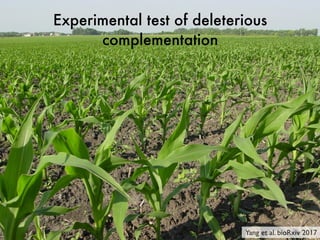 Experimental test of deleterious
complementation
Yang et al. bioRxiv 2017
 