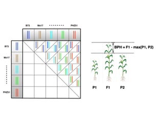 B73 Mo17 PHZ51
B73
Mo17
PHZ51
 
