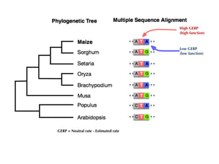 GERP = Neutral rate - Estimated rate
High GERP
(high function)
Low GERP
(low function)
 