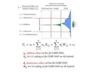 Heterosis increasing
Height YieldFlowering Time
aj, additive effect of the jth GERP-SNP;
Xij, 0-1-2 coding of jth GERP-SNP on ith hybrid;
dj, dominance effect of the jth GERP-SNP;
Wij, 0-1-0 coding of jth GERP-SNP on ith hybrid.
k > 1 Overdominance
k = 1 Dominance
k = -1 Recessive
k < -1 Underdominance
k = 0 Additive
 
