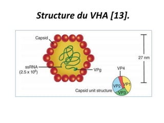 • Des protéases cellulaires (VP1/2A et VP4/VP2),
ainsi qu'une protéine virale 3Cpro clivent cette
polyprotéine en protéine...