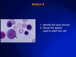 © 2003 By Default!
A Free sample background from www.awesomebackgrounds.com
Slide 16
Station 8
1. Identify the spot (Arrow)
2. Name the agents
used to stain this cell
 