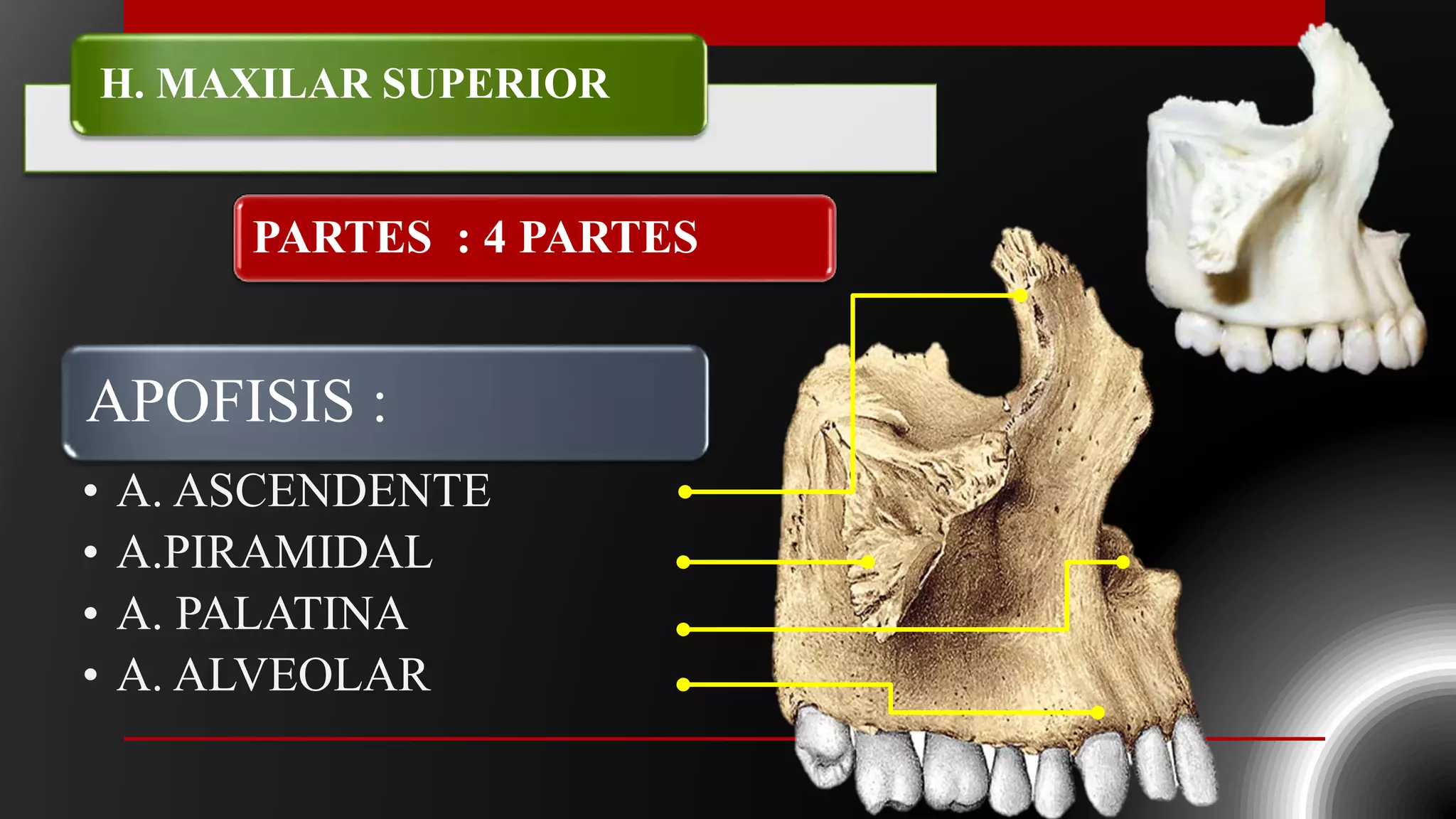 HUESO MAXILAR Y MANDIBULA | PPTX