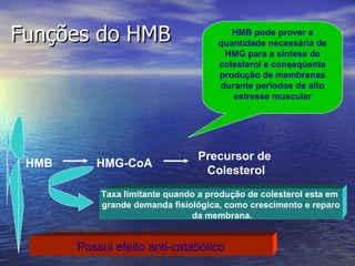 Funções do HMB HMB pode prover a quantidade necessária de HMG para a síntese de colesterol e conseqüente produção de membranas durante períodos de alto estresse muscular Taxa limitante quando a produção de colesterol esta em  grande demanda fisiológica, como crescimento e reparo da membrana. Possui efeito anti-catabólico HMB Precursor de  Colesterol HMG-CoA 
