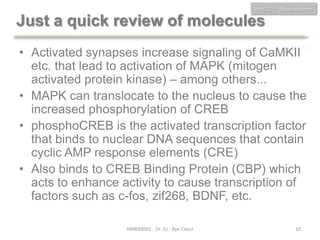 HMB300 - Neuroscience

Just a quick review of molecules
• Activated synapses increase signaling of CaMKII AD
etc. that lead to activation of MAPK (mitogen
activated protein kinase) – among others...
• MAPK can translocate to the nucleus to cause the
increased phosphorylation of CREB
• phosphoCREB is the activated transcription factor
that binds to nuclear DNA sequences that contain
cyclic AMP response elements (CRE)
• Also binds to CREB Binding Protein (CBP) which
acts to enhance activity to cause transcription of
factors such as c-fos, zif268, BDNF, etc.
HMB300H1 - Dr. JU - Bye Class!

10

 