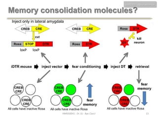 HMB300 - Neuroscience

Memory consolidation molecules?
Inject only in lateral amygdala

loxP

AD

loxP

All cells have inactive Rosa

All cells have inactive Rosa
HMB300H1 - Dr. JU - Bye Class!

All cells have inactive Rosa
13

 
