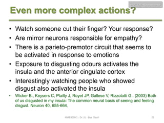HMB300 - Neuroscience

Even more complex actions?
• Watch someone cut their finger? Your response?
• Are mirror neurons responsible for empathy?
• There is a parieto-premotor circuit that seems to
be activated in response to emotions
• Exposure to disgusting odours activates the
insula and the anterior cingulate cortex
• Interestingly watching people who showed
disgust also activated the insula
•

Wicker B., Keysers C, Plailly J, Royet JP, Gallese V, Rizzolatti G.. (2003) Both
of us disgusted in my insula: The common neural basis of seeing and feeling
disgust. Neuron 40, 655-664.
HMB300H1 - Dr. JU - Bye Class!

35

 
