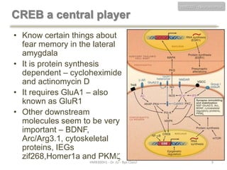 HMB300 - Neuroscience

CREB a central player
• Know certain things about
fear memory in the lateral
amygdala
• It is protein synthesis
dependent – cycloheximide
and actinomycin D
• It requires GluA1 – also
known as GluR1
• Other downstream
molecules seem to be very
important – BDNF,
Arc/Arg3.1, cytoskeletal
proteins, IEGs
zif268,Homer1a and PKM
HMB300H1 - Dr. JU - Bye Class!

9

 