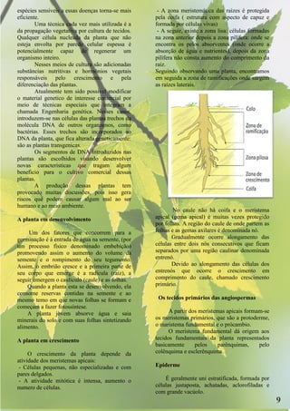 espécies sensiveis a essas doenças torna-se mais    - A zona meristemática das raízes é protegida
eficiente.                                         pela coifa ( estrutura com aspecto de capuz e
        Uma técnica cada vez mais utilizada é a    formada por células vivas)
da propagação vegetativa por cultura de tecidos.    - A seguir, existe a zona lisa: células formadas
Qualquer célula nucleada da planta que não         na zona anterior depois a zona pilífera: onde se
esteja envolta por parede celular espessa é        encontra os pelos absorventes (onde ocorre a
potencialmente capaz de regenerar um               absorção de água e nutrientes), depois da zona
organismo inteiro.                                 pilífera não consta aumento do comprimento da
        Nesses meios de cultura são adicionadas    raiz.
substâncias nutritivas e hormônios vegetais        Seguindo observando uma planta, encontramos
responsáveis pelo crescimento e pela               em seguida a zona de ramificações onde surgem
diferenciação das plantas.                         as raízes laterais.
        Atualmente tem sido possivel modificar
o material genetico de interesse comercial por
meio de técnicas especiais que integram a
chamada Engenharia genética. Nesses casos,
introduzem-se nas células das plantas trechos da
molécula DNA de outros organismos, como
bactérias. Esses trechos são incorporados ao
DNA da planta, que fica alterada geneticamente:
são as plantas transgenicas.
        Os segmentos de DNA introduzidos nas
plantas são escolhidos visando desenvolver
novas caracteristicas que tragam algum
beneficio para o cultivo comercial dessas
plantas.
        A produção dessas plantas tem
provocado muitas discussões, pois isso gera
riscos que podem causar algum mal ao ser
humano e ao meio ambiente.
                                                           No caule não há coifa e o meristema
A planta em desenvolvimento                        apical (gema apical) é muitas vezes protegido
                                                   por folhas. A região do caule de onde partem as
     Um dos fatores que concorrem para a           folhas e as gemas axilares é denominada nó.
germinação é à entrada de água na semente, (por           Gradualmente ocorre alongamento das
um processo físico denominado embebição)           células entre dois nós consecutivos que ficam
promovendo assim o aumento do volume da            separados por uma região caulinar denominada
semente e o rompimento do seu tegumento.           entrenó.
Assim, o embrião cresce e a primeira parte de             Devido ao alongamento das células dos
seu corpo que emerge é a radícula (raiz), a        entrenós que ocorre o crescimento em
seguir emergem o caulículo (caule) e as folhas.    comprimento do caule, chamado crescimento
    Quando a planta esta se desenvolvendo, ela     primário.
consome reservas contidas na semente e ao
mesmo temo em que novas folhas se formam e          Os tecidos primários das angiospermas
começam a fazer fotossíntese.
    A planta jovem absorve água e saia                   A partir dos meristemas apicais formam-se
minerais do solo e com suas folhas sintetizando    os meristemas primários, que são a protoderme,
alimento.                                          o maristema fundamental e o prócambio.
                                                         O meristema fundamental dá origem aos
A planta em crescimento                            tecidos fundamentais da planta representados
                                                   basicamente      pelos    parênquimas,     pelo
     O crescimento da planta depende da            colênquima e esclerênquima.
atividade dos meristemas apicais:
 - Células pequenas, não especializadas e com      Epiderme
pares delgados.
 - A atividade mitótica é intensa, aumento o           É geralmente uni estratificada, formada por
numero de células.                                 células justaposta, achatadas, aclorofiladas e
                                                   com grande vacúolo.
                                                                                                       9
 