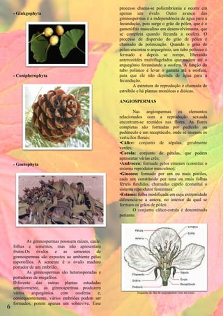 processo chama-se poliembrionia e ocorre em
    - Ginkgophyta                                    apenas um óvulo. Outro avanço das
                                                     gimnospermas é a independência de água para a
                                                     fecundação, pois surge o grão de pólen, que é o
                                                     gametófito masculino em desenvolvimento, que
                                                     se completa quando fecunda a oosfera. O
                                                     processo de dispersão do grão de pólen é
                                                     chamado de polinização. Quando o grão de
                                                     pólen encontra o arquegônio, um tubo polínico é
                                                     formado e depois se rompe, liberando
                                                     anterozóides multiflagelados que nadam até o
                                                     arquegônio fecundando a oosfera. A função do
                                                     tubo polínico é levar o gameta até a oosfera,
    - Conipherophyta                                 para que ele não dependa de água para a
                                                     fecundação.
                                                             A estrutura de reprodução é chamada de
                                                     estróbilo e há plantas monóicas e dióicas.

                                                     ANGIOSPERMAS

                                                             Nas      angiospermas   os   elementos
                                                     relacionados com a reprodução sexuada
                                                     encontram-se reunidos nas flores. As flores
                                                     completas são formadas por pedicelo ou
                                                     pedúnculo e um receptáculo, onde se inserem os
                                                     verticilos florais:
                                                     •Cálice: conjunto de sépalas, geralmente
                                                     verdes;
                                                     •Corola: conjunto de pétalas, que podem
                                                     apresentar várias crês;
    - Gnetophyta                                     •Androceu: formado pelos estames (constitui o
                                                     sistema reprodutor masculino);
                                                     •Gineceu: formado por um ou mais pistilos,
                                                     cada um constituído por uma ou mais folhas
                                                     férteis fundidas, chamadas capelo (constitui o
                                                     sistema reprodutor feminino).
                                                     •Estame: folha modificada em cuja extremidade
                                                     diferencia-se a antera, no interior da qual se
                                                     formam os grãos de pólen.
                                                             O conjunto cálice-corola é denominado
                                                     perianto.




            As gimnospermas possuem raízes, caule,
    folhas e sementes, mas não apresentam
    frutos.Os óvulos e as sementes de
    gimnospermas são expostos ao ambiente pelos
    esporofilos. A semente é o óvulo maduro
    portador de um embrião.
            As gimnospermas são heterosporadas e
    portadoras de megafilos.
    Diferente das outras plantas estudadas
    anteriormente, as gimnospermas produzem
    vários    arquegônios    com   oosferas     e,            Esquema de flor de angiosperma vista em corte.
    consequentemente, vários embriões podem ser
    formados, porem apenas um sobrevive. Esse
6
 