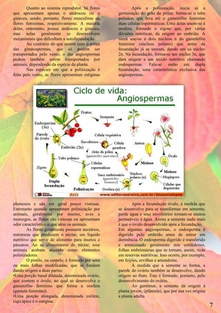 Quanto ao sistema reprodutor, há flores           Após a polinização, inicia se a
que apresentam apenas o androceu ou o              germinação do grão do pólen: forma-se o tubo
gineceu, sendo, portanto, flores masculinas ou     polínico, que leva até o gametófito feminino
flores femininas, respectivamente. A maioria       duas células espermáticas. Uma delas unem-se á
delas, entretanto, possui androceu e gineceu,      oosfera, formado o zigoto que, por várias
mas nelas geralmente se desenvolvem                divisões mitóticas, dá origem ao embrião. A
mecanismos que dificultam a autofecundação.        outra une-se a dois núcleos n do gametófito
        Ao contrário do que ocorre com o pólen     feminino (núcleos polares) que antes da
das gimnospermas, que só podem ser                 fecundação já se uniram, dando um só núcleo
transportados pelo vento, o das angiospermas       2n. Na fecundação, forma-se um núcleo 3n, que
podem também serem transportados por               dará origem a um tecido nutritivo chamando
animais, dependendo da espécie da planta.          endospermas. Fala-se então em dupla
        Nas espécies em que a polinização é        fecundação, uma característica exclusiva das
feita pelo vento, as flores apresentam estigmas    angiospermas.




plumosos e são em geral pouco vistosas.                    Após a fecundação óvulo, á medida que
Entretanto quando apresentam polinização por       se desenvolve para se transformar em semente,
animais, geralmente por insetos, aves e            perde água e seus envoltórios tornam-se menos
morcegos, as flores são vistosas ou apresentam     permeáveis a água. Assim a semente nada mais
odor característico o que atrai os animais.        é que o óvulo desenvolvido após a fecundação.
        As flores geralmente possuem nectários,    Em algumas angiospermas, o endosperma é
estruturas que produzem o néctar, um líquido       digerido pelo embrião antes de entrar em
nutritivo que serve de alimento para insetos e     dormência. O endosperma digerido é transferido
pássaros. Ao se alimentarem do néctar, esse        e armazenado geralmente nos cotilédones,
animais acabam atuando como elementos              folhas embrionárias que se tornam, assim, ricas
polinizadores.                                     em reservas nutritivas. Isso ocorre, por exemplo,
        O pistilo, ou carpelo, é formado por uma   em feijões, ervilhas e amendoins.
ou mais folhas modificadas, que se fundem                  Á medida que a semente se forma, a
dando origem a duas partes:                        parede do ovário também se desenvolve, dando
•Uma porção basal dilatada, denominada ovário,     origem ao fruto. Este é formado, portanto, pelo
que contem o óvulo, no qual se desenvolve o        desenvolvimento do ovário.
gametófito feminino que forma a oosfera                    Ao germinar, a semente dá origem á
(gameta feminino).                                 planta jovem, (plântula), que por sua vez origina
•Uma porção alongada, denominada estilete,         a planta adulta.
cujo ápice é o estigma.
                                                                                                       7
 